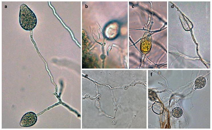   Phytophthora lilii  (ex-type CBS 135746) asexual phase: (andash;d) sporangia nonpapillate persistent, (b) external proliferation, (c, d) internal proliferation, (e) globose and irregular hyphal swellings, (f) globose chlamydospores; photos by Koji Kageyama and Mohammad Z. Rahman Gifu University, Japan. 
